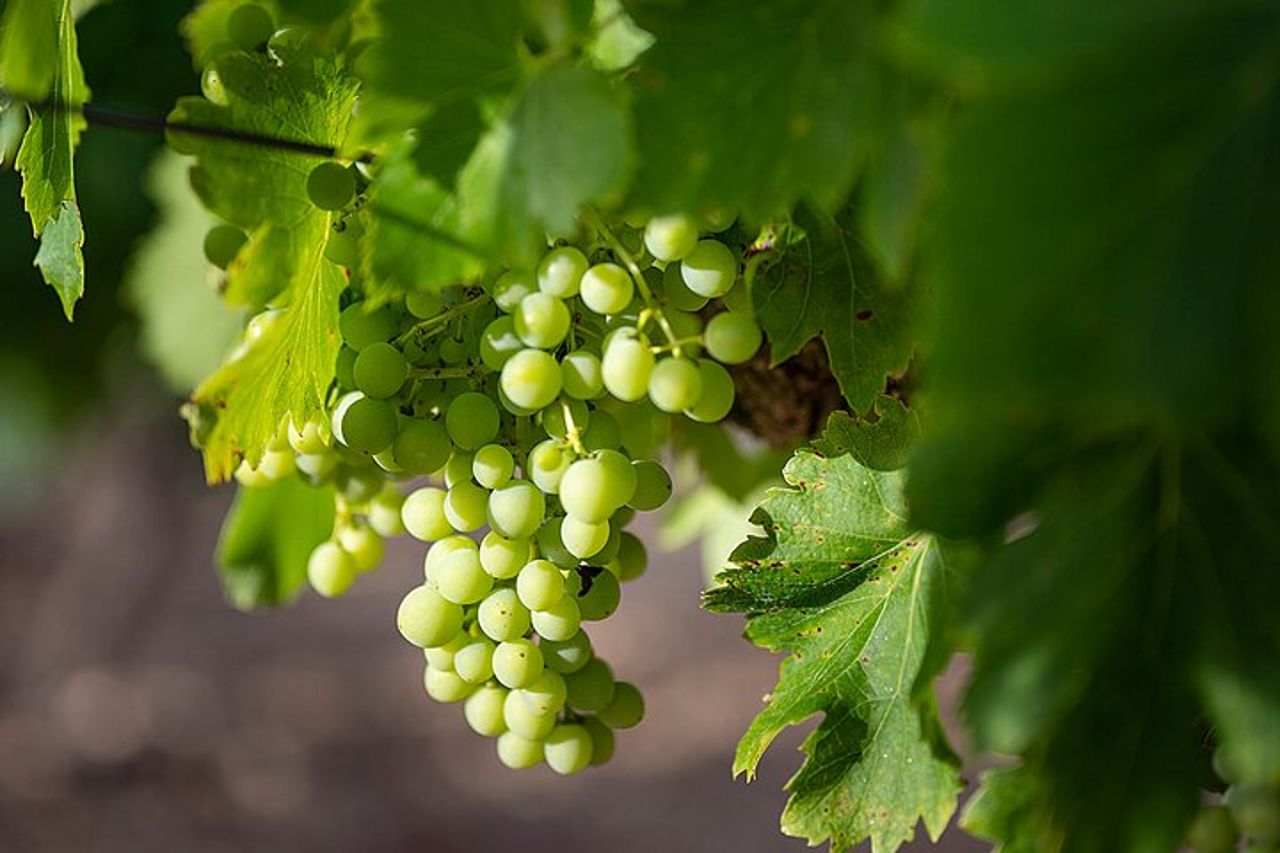 Tour enologico privato della Linguadoca di mezza giornata da Sète — 6