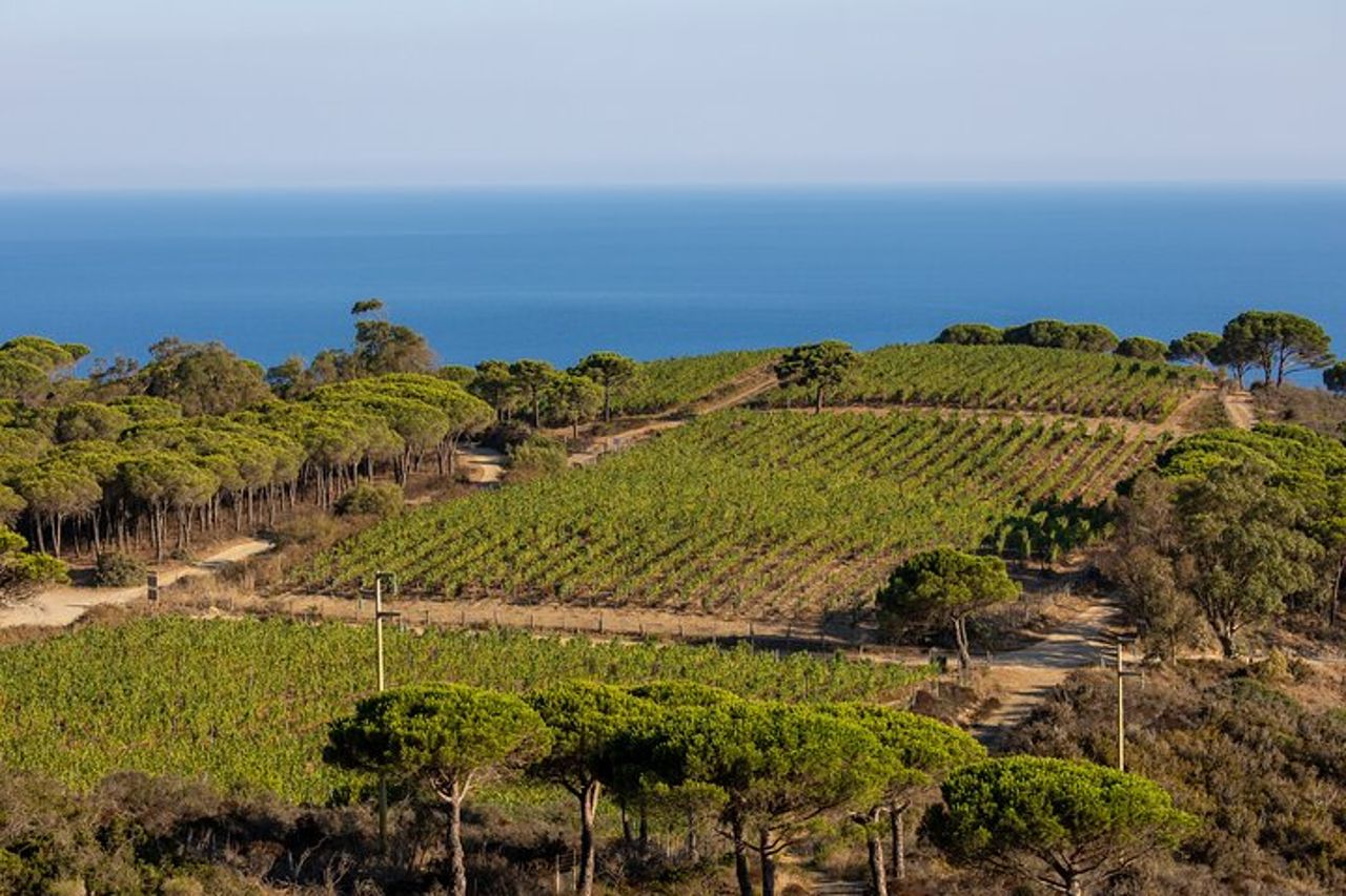 Alcova del Vignaiolo a Tenuta delle Ripalte — 4