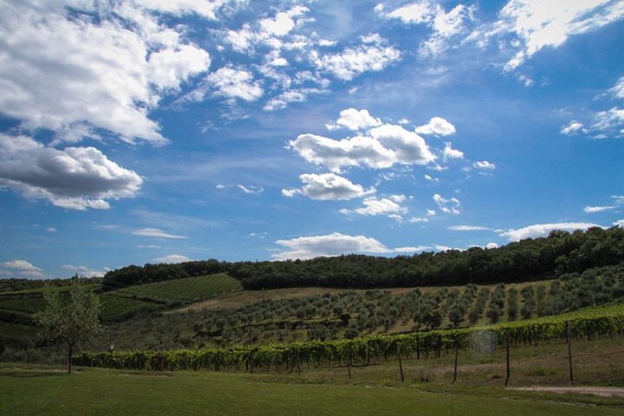 Trionfo dei Sapori, Tour Cantina, Vini Bio a Panzano in Chianti — 6