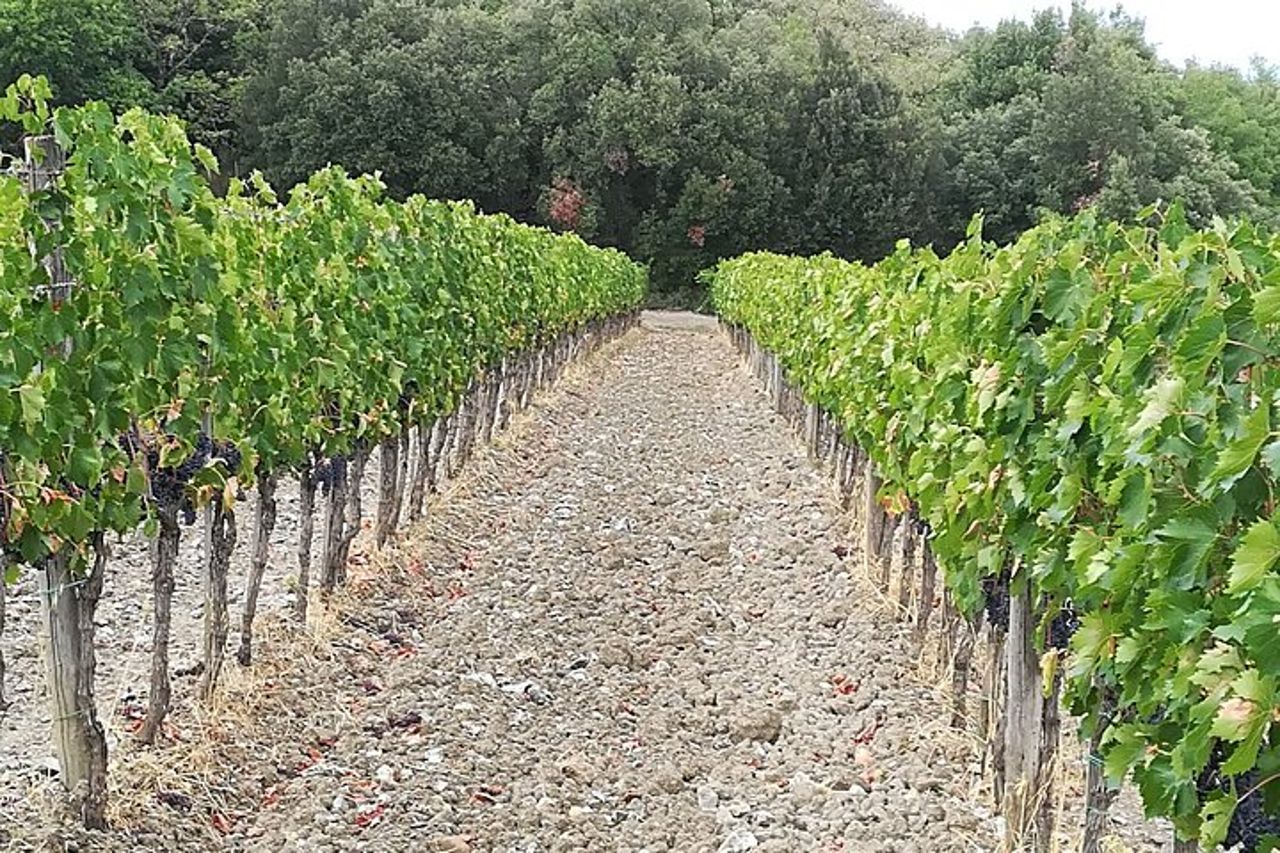 "Passeggiata per le dolci colline del Chianti" con pranzo e 2 degustazioni di vini — 6