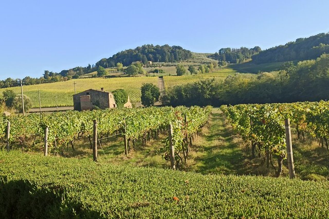 "Passeggiata per le dolci colline del Chianti" con pranzo e 2 degustazioni di vini — 7