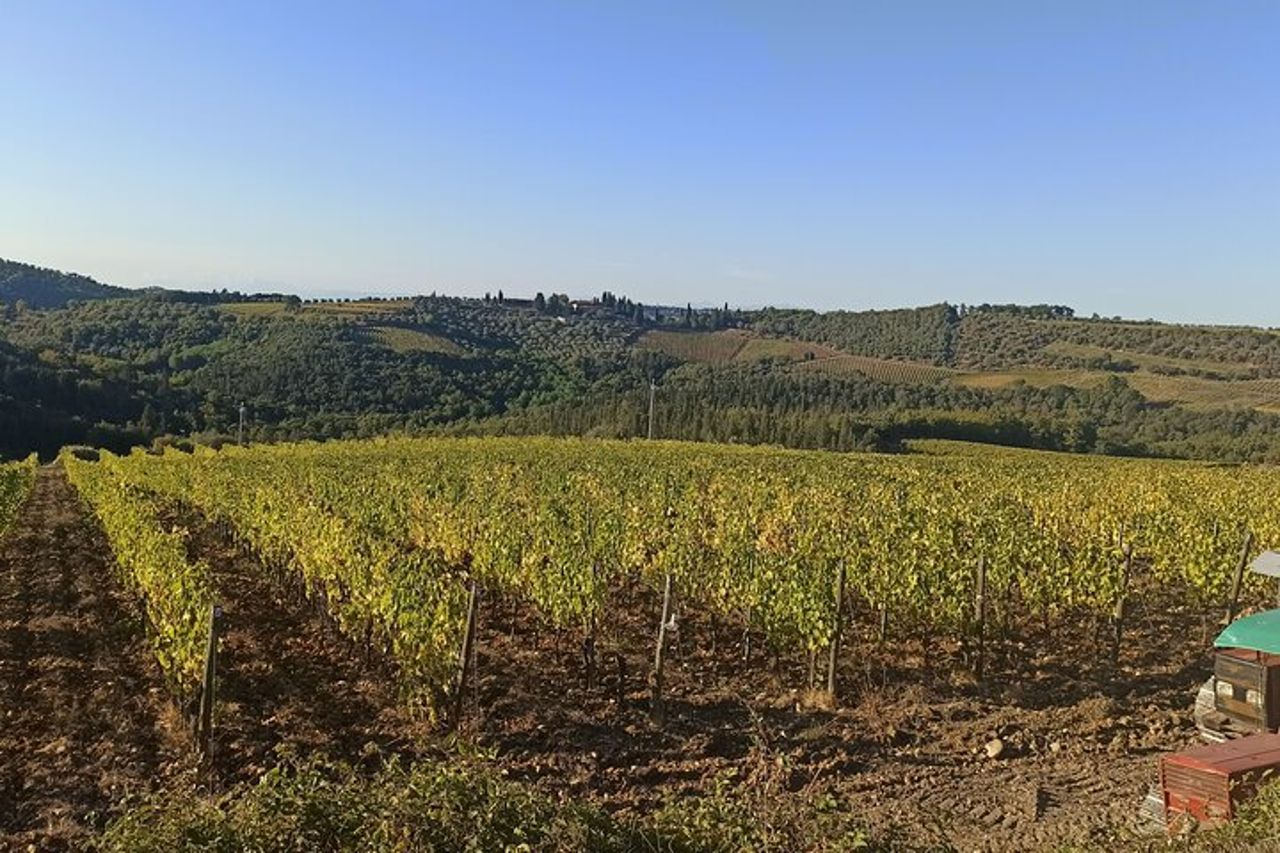 "Passeggiata per le dolci colline del Chianti" con pranzo e 2 degustazioni di vini — 8