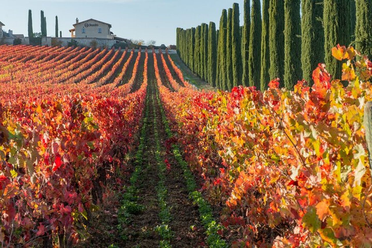Tour del vino e dell'olio d'oliva dell'Umbria con pranzo leggero — 3