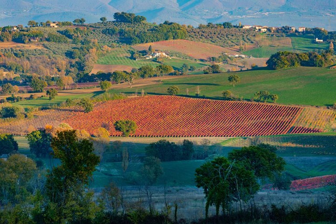 Tour del vino e dell'olio d'oliva dell'Umbria con pranzo leggero — 4