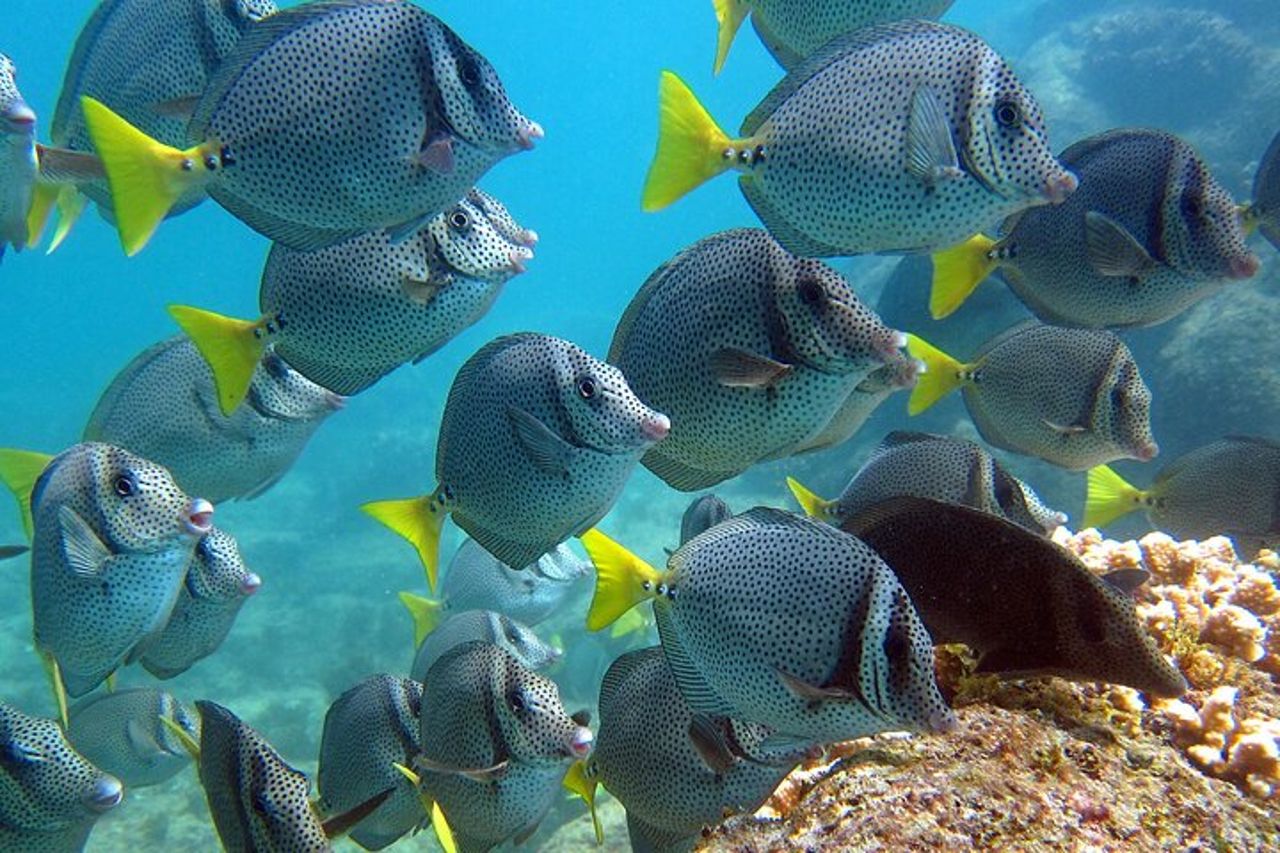 Tour in barca di Cabo San Lucas e snorkeling a Pelican Rock — 6