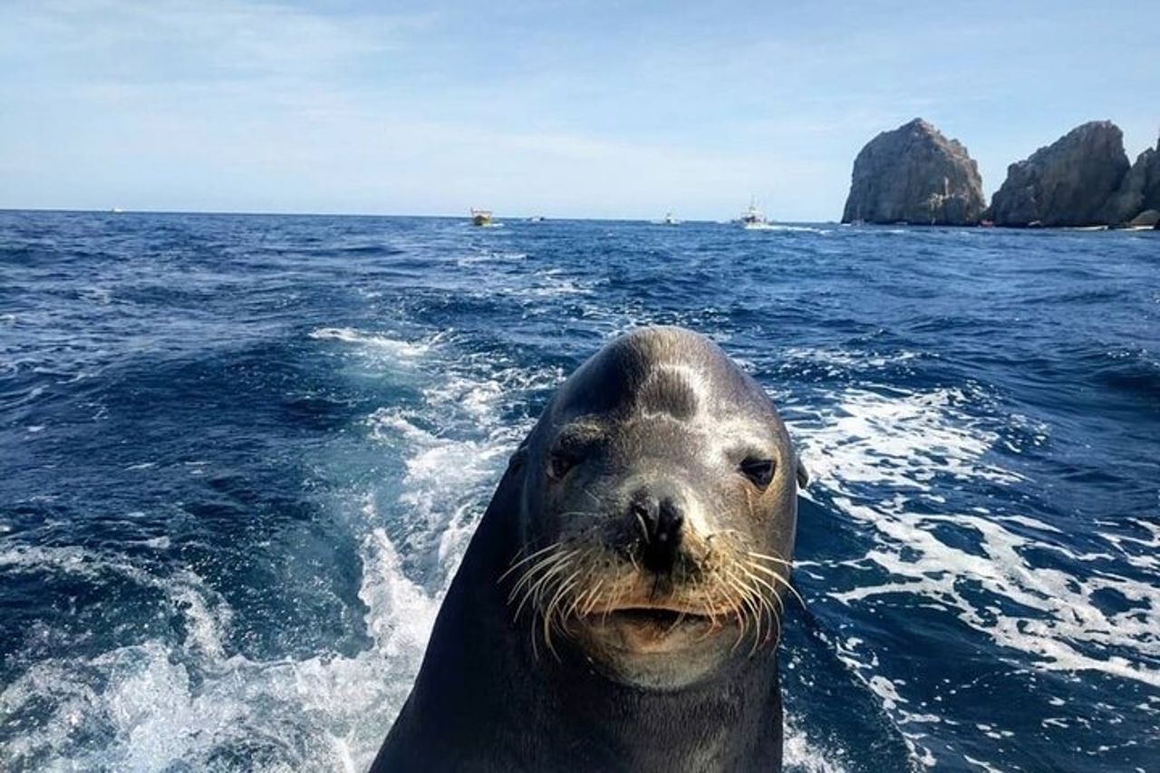 Tour in barca di Cabo San Lucas e snorkeling a Pelican Rock — 8