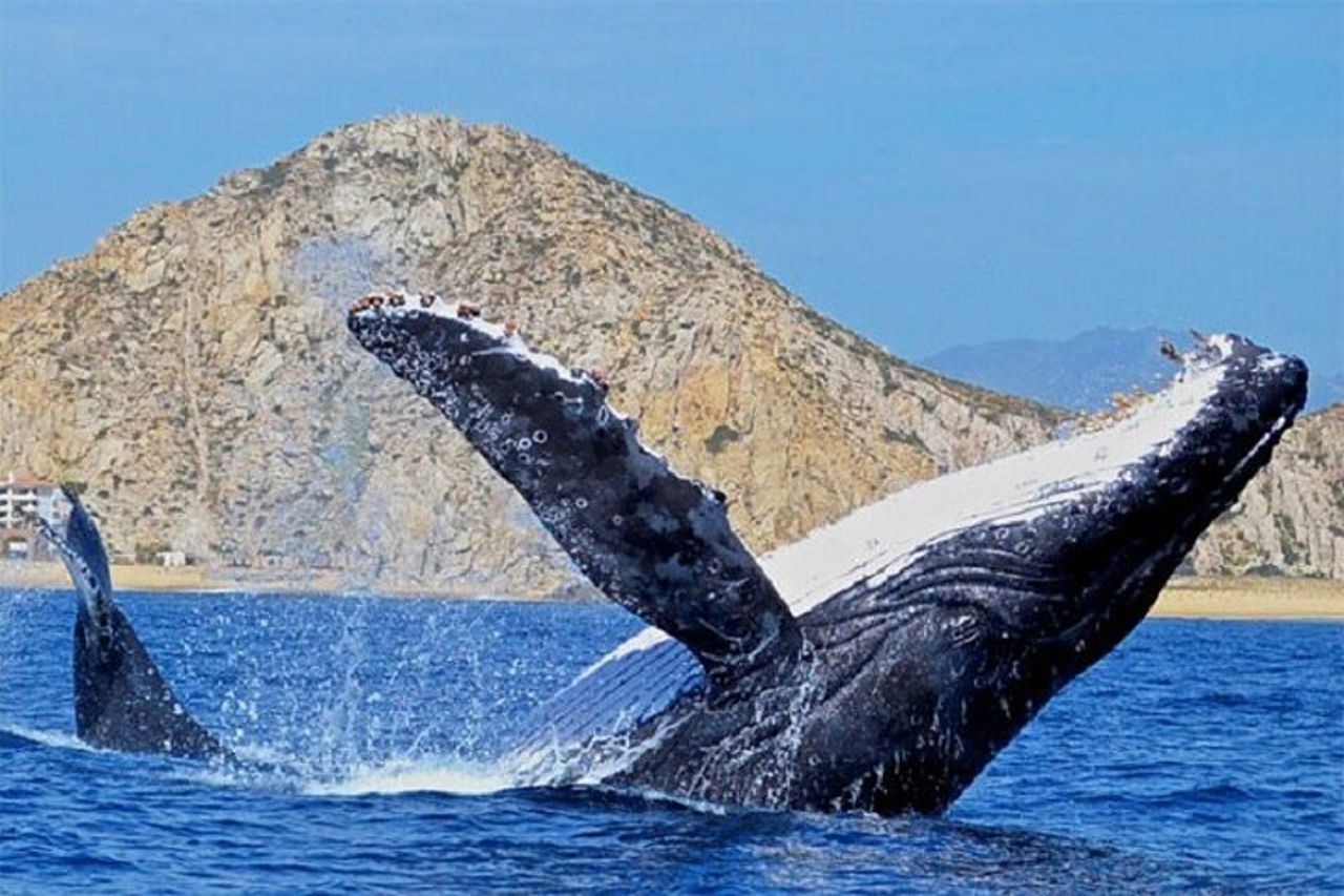 Tour in barca di Cabo San Lucas e snorkeling a Pelican Rock — 7