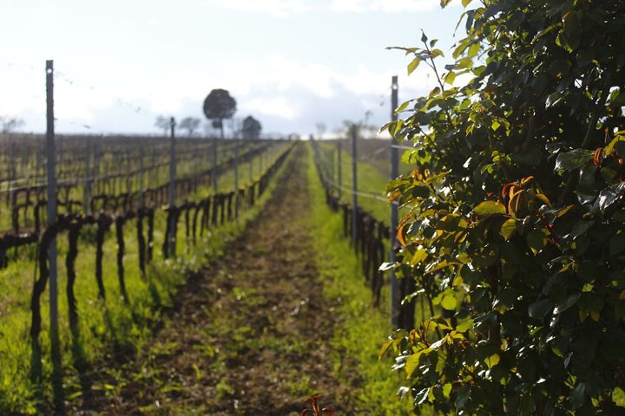 Degustazione Selezione di 4 vini in Montefalco — 3