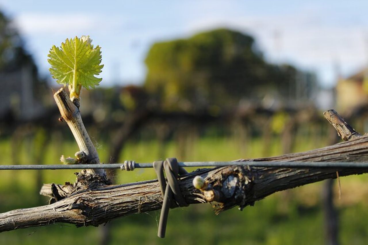 Degustazione Selezione di 4 vini in Montefalco — 4