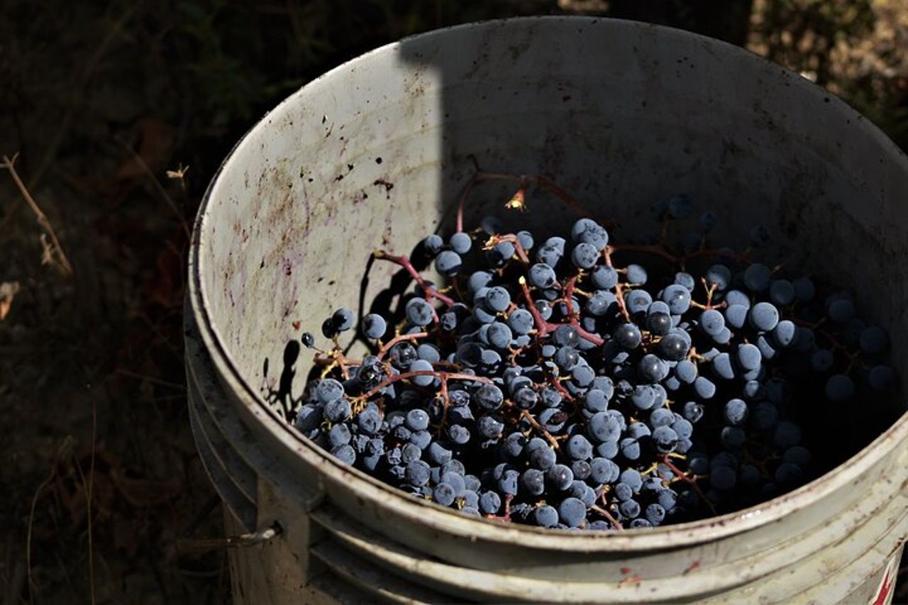 Degustazione Selezione di 4 vini in Montefalco — 6