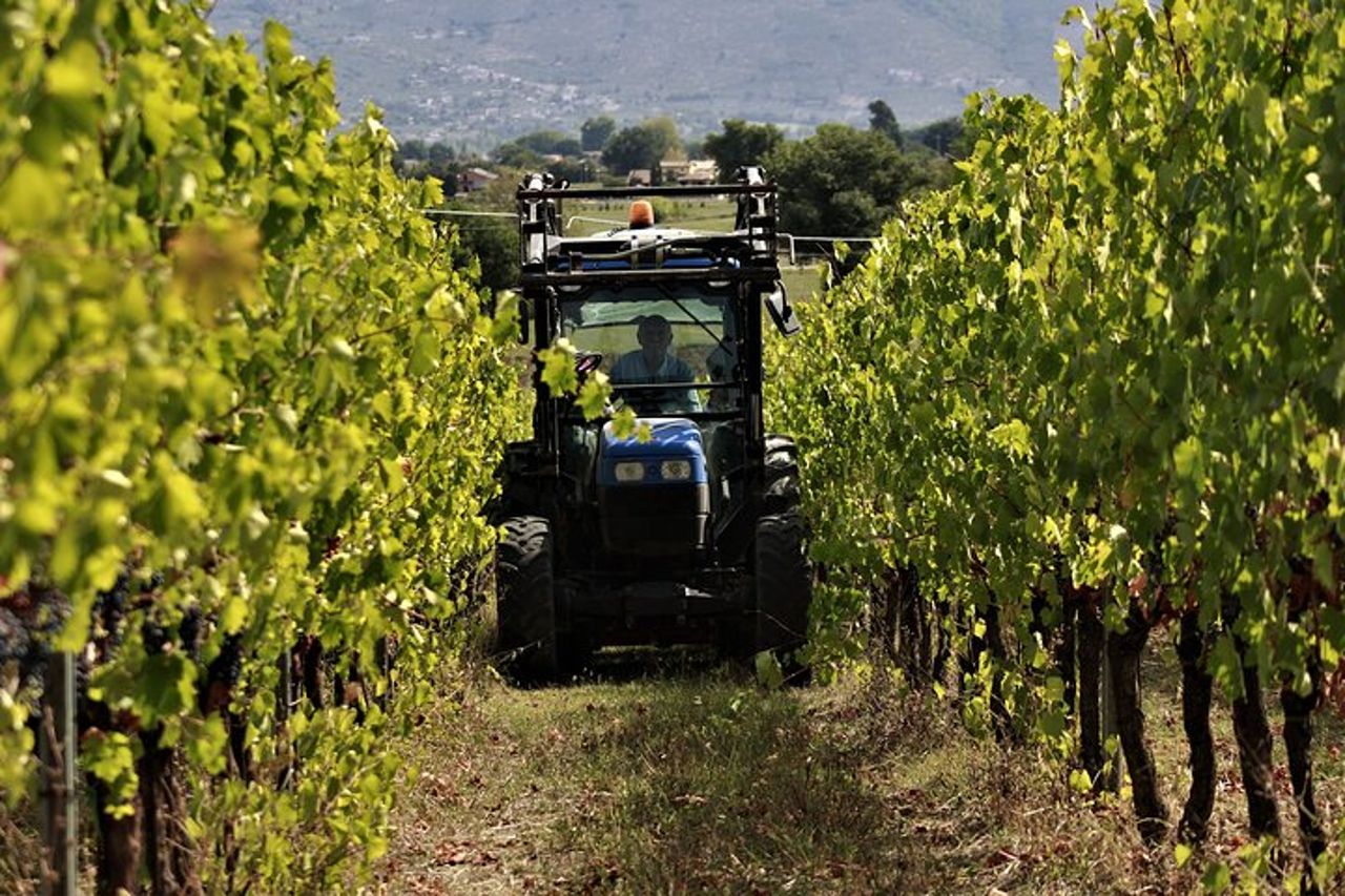 Degustazione Selezione di 4 vini in Montefalco — 8