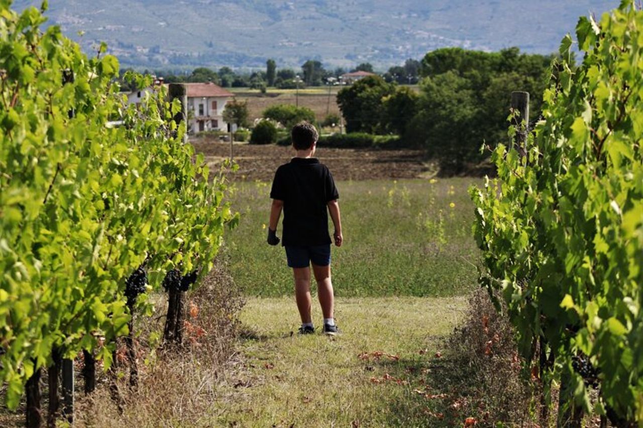 Degustazione Selezione di 4 vini in Montefalco — 9