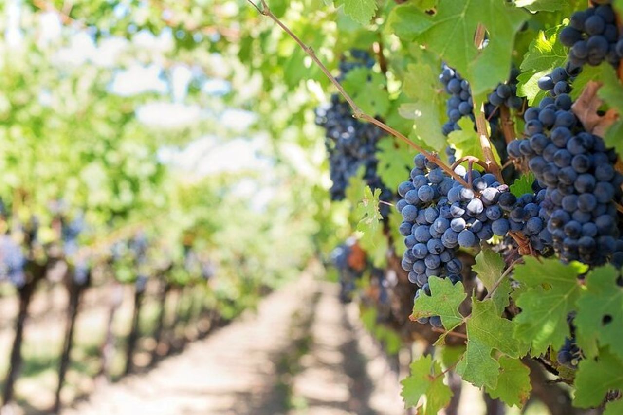 Degustazione di vini Lambrusco e visita in cantina a Modena — 9