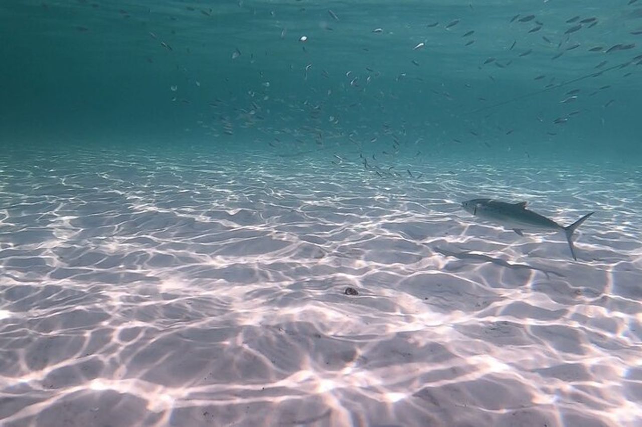 Catamarano privato: snorkeling, nuoto e osservazione dei delfini — 6
