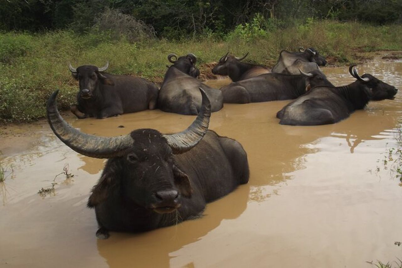 Safari di grandi animali e uccelli dal porto di Hambantota — 5