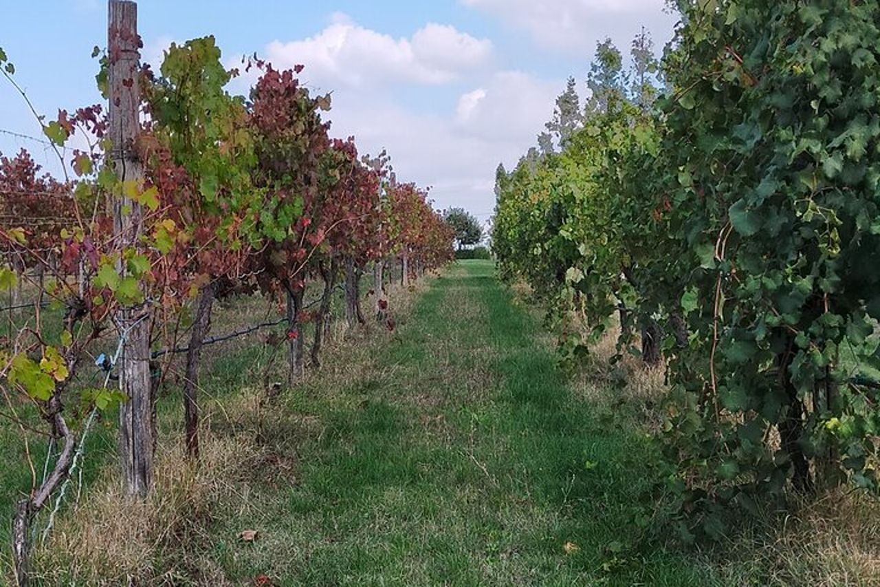 Visite private alle fabbriche di aceto balsamico e parmigiano reggiano — 5