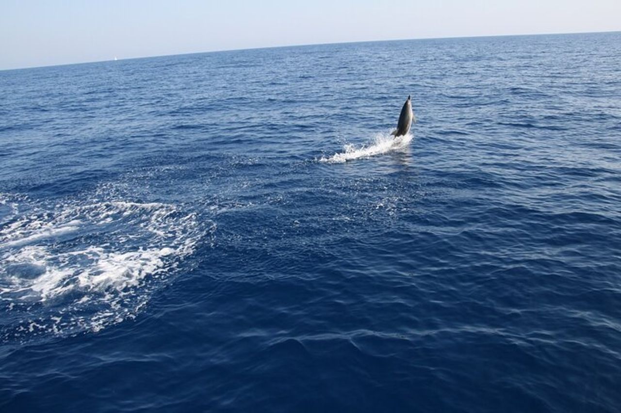 Bari crociera in barca a vela alla ricerca dei delfini — 2