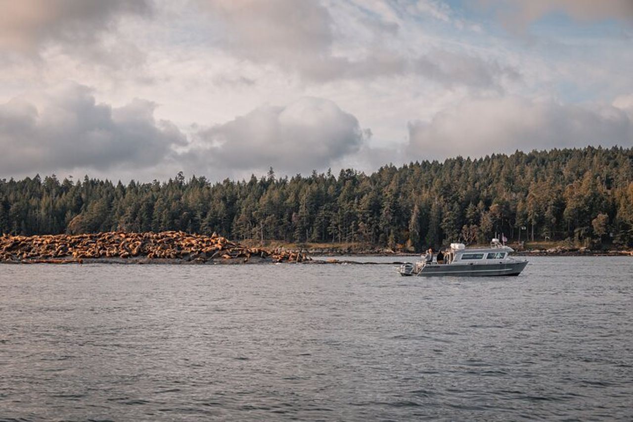 Nanaimo Whale Watching in una barca semi-coperta — 2