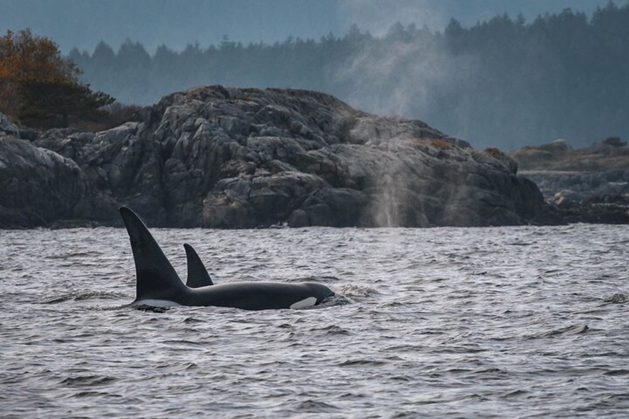 Nanaimo Whale Watching in una barca semi-coperta — 3
