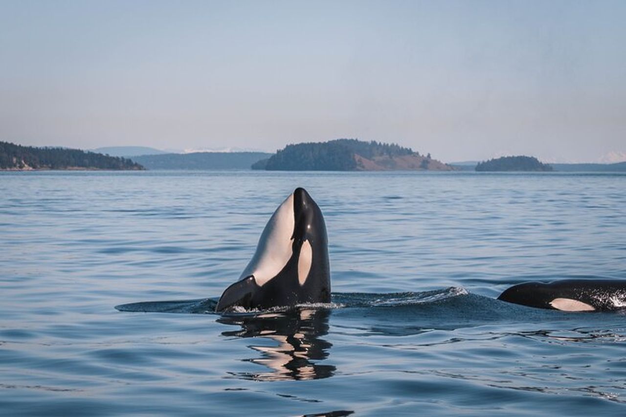 Nanaimo Whale Watching in una barca semi-coperta — 4