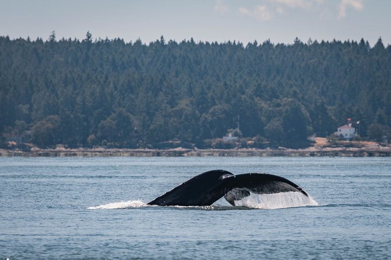 Nanaimo Whale Watching in una barca semi-coperta — 5