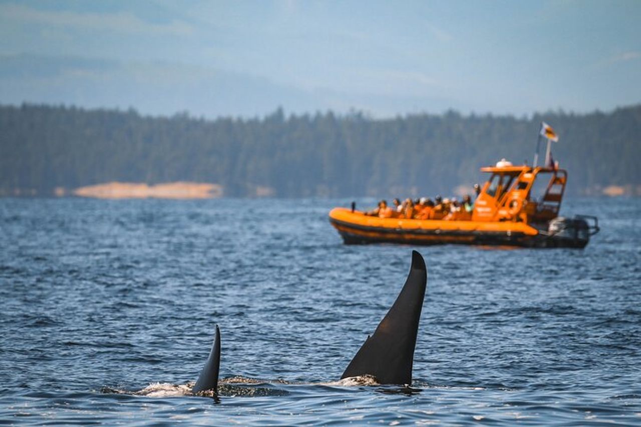 Whale Watching Nanaimo Open Boat Tour — 3