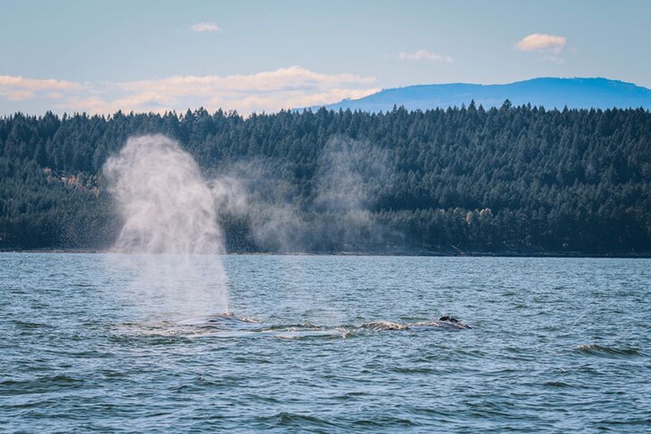 Whale Watching Nanaimo Open Boat Tour — 7