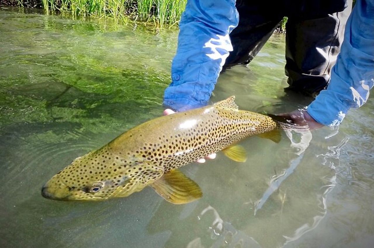 Pesca a mosca guidata sul fiume Truckee, sul lago Tahoe, sul Truckee e sul Reno — 2