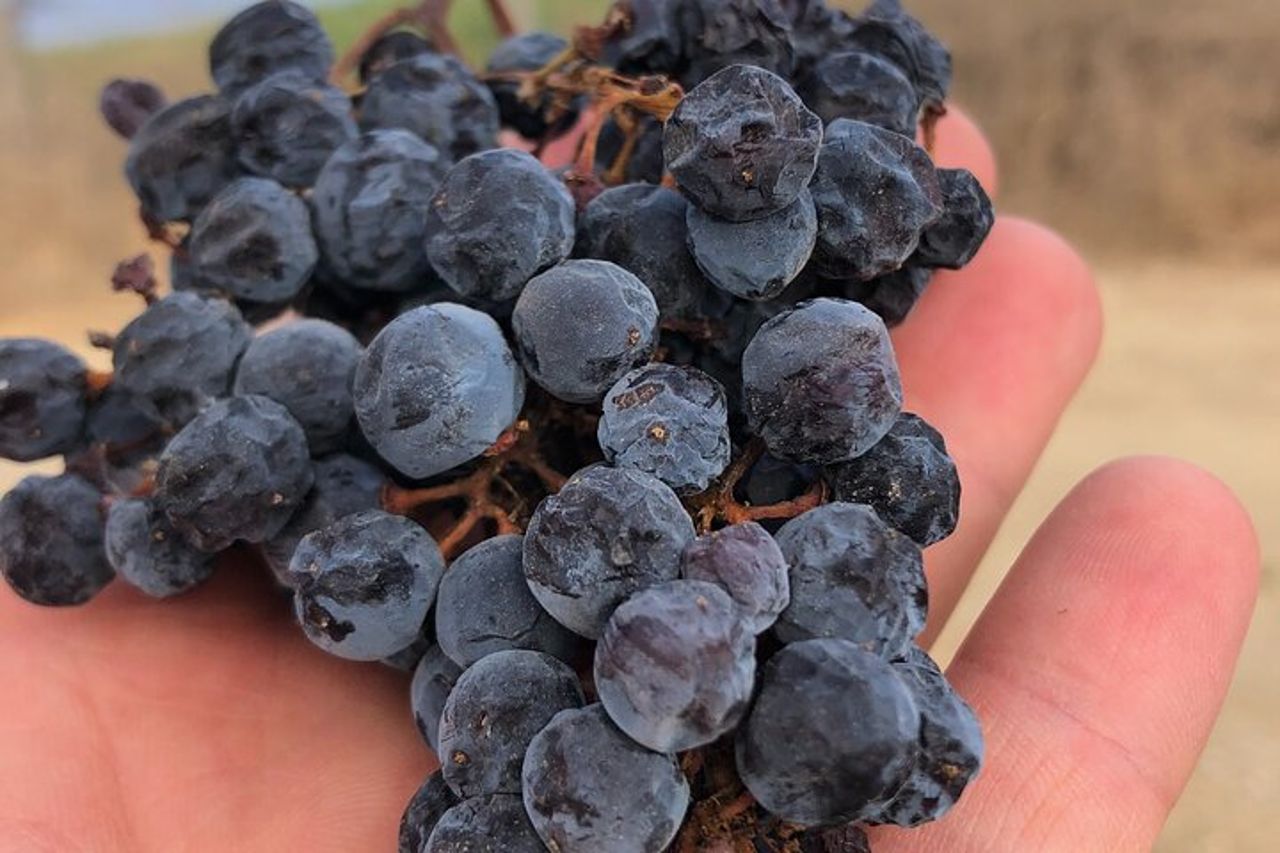 Degustazione Vini e visita Cantina d'Autore alle Ripalte — 4