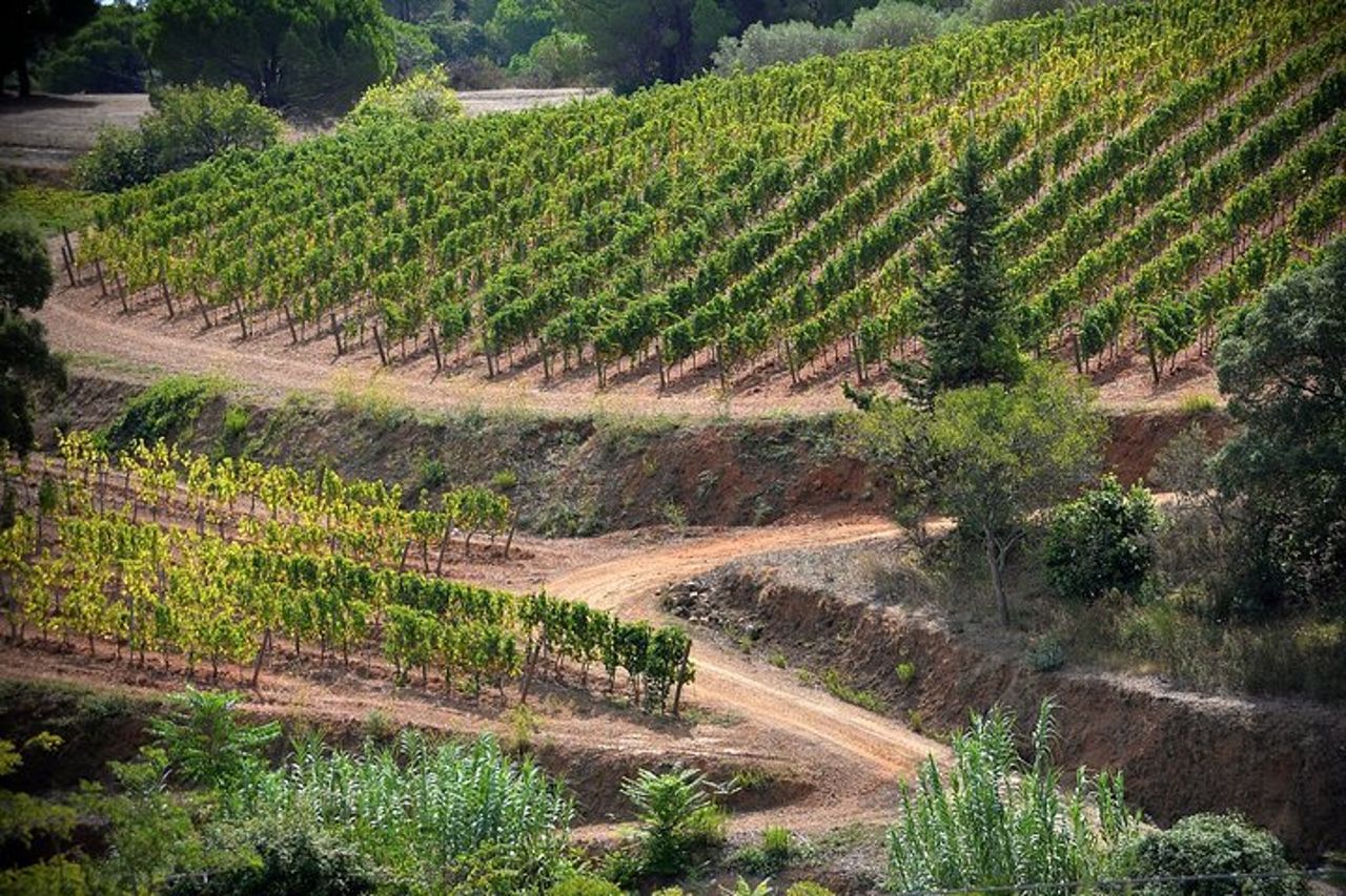 Autentica degustazione di vini dell'Elba con passeggiata in vigna e vista sul mare — 7