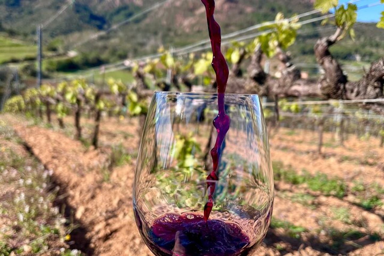 Autentica degustazione di vini dell'Elba con passeggiata in vigna e vista sul mare — 6