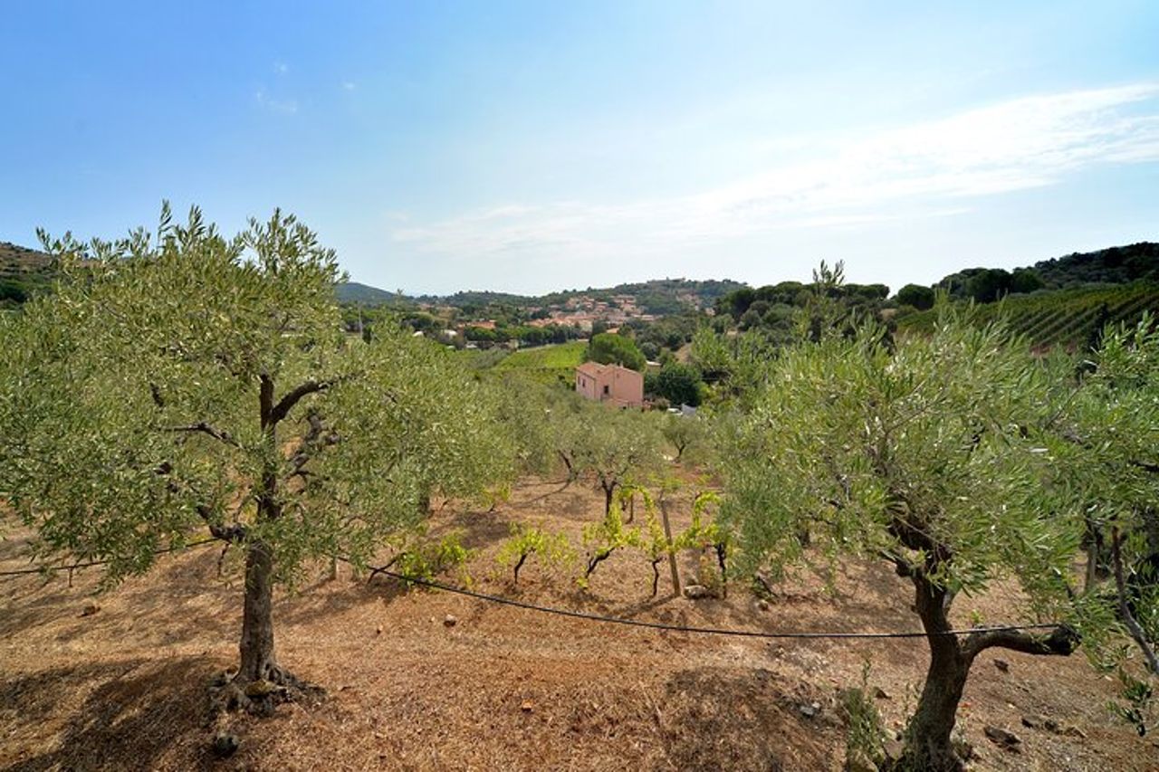 Autentica degustazione di vini dell'Elba con passeggiata in vigna e vista sul mare — 5