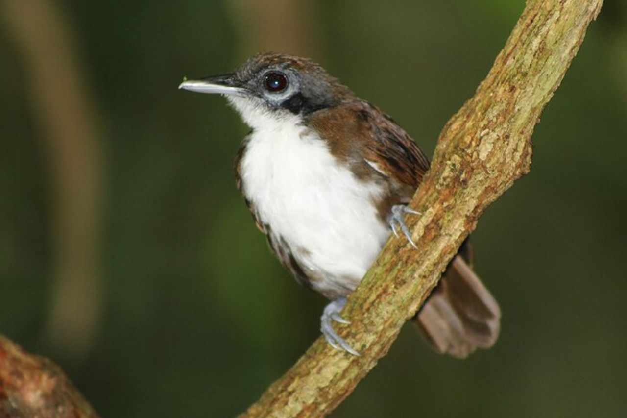 Birdwatching Pipeline Road a partire da Cruise Port Colon 2000