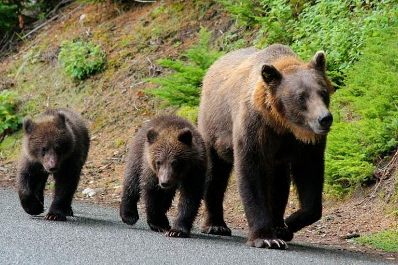 Esperienza di osservazione dell'orso bruno al Bear Sanctuary — 4
