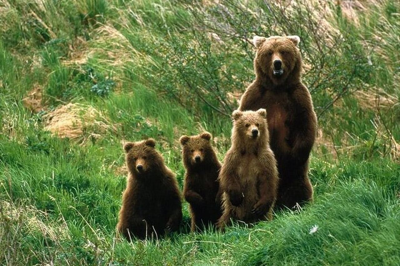 Esperienza di osservazione dell'orso bruno al Bear Sanctuary — 5