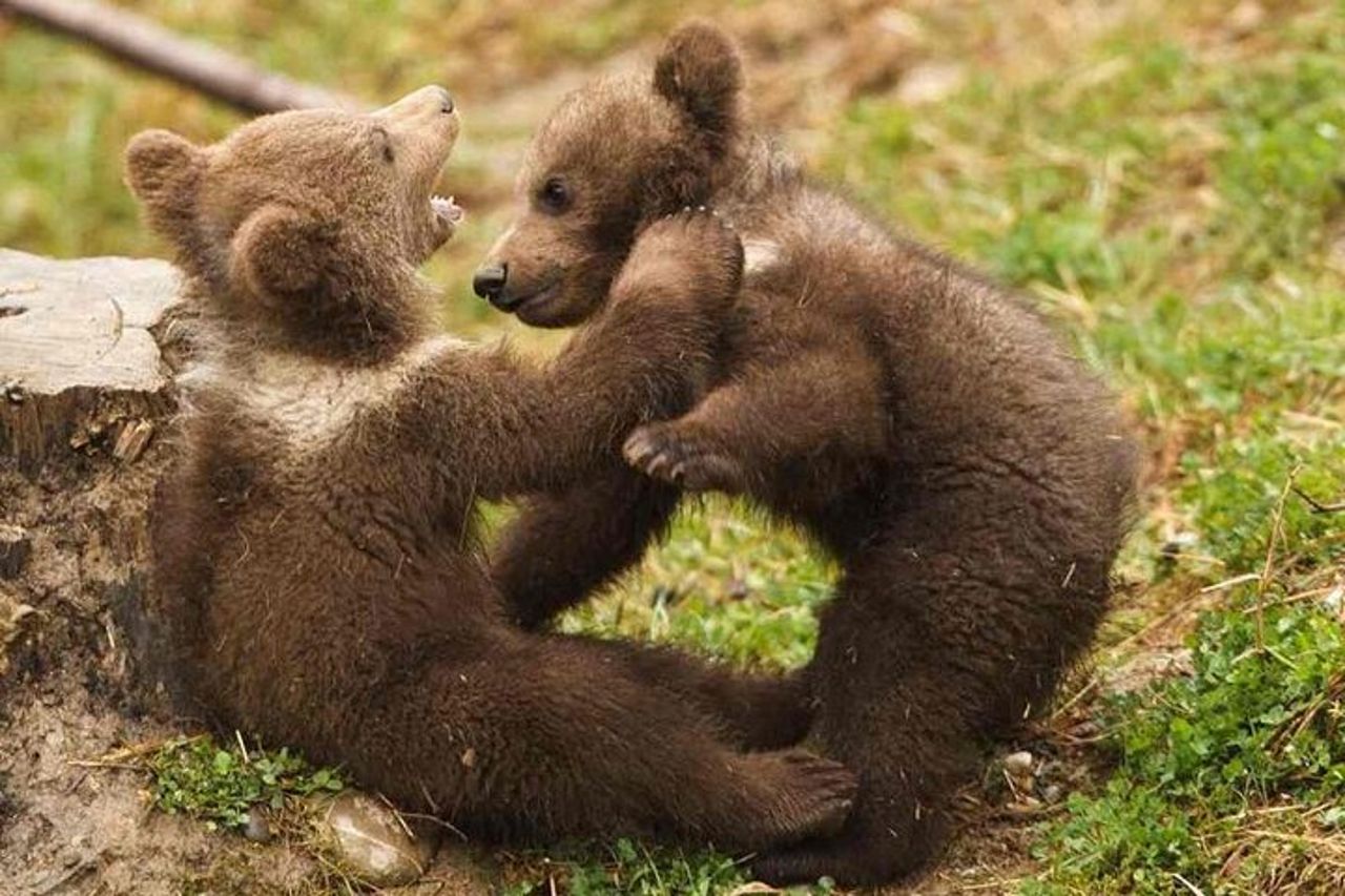 Esperienza di osservazione dell'orso bruno al Bear Sanctuary — 6