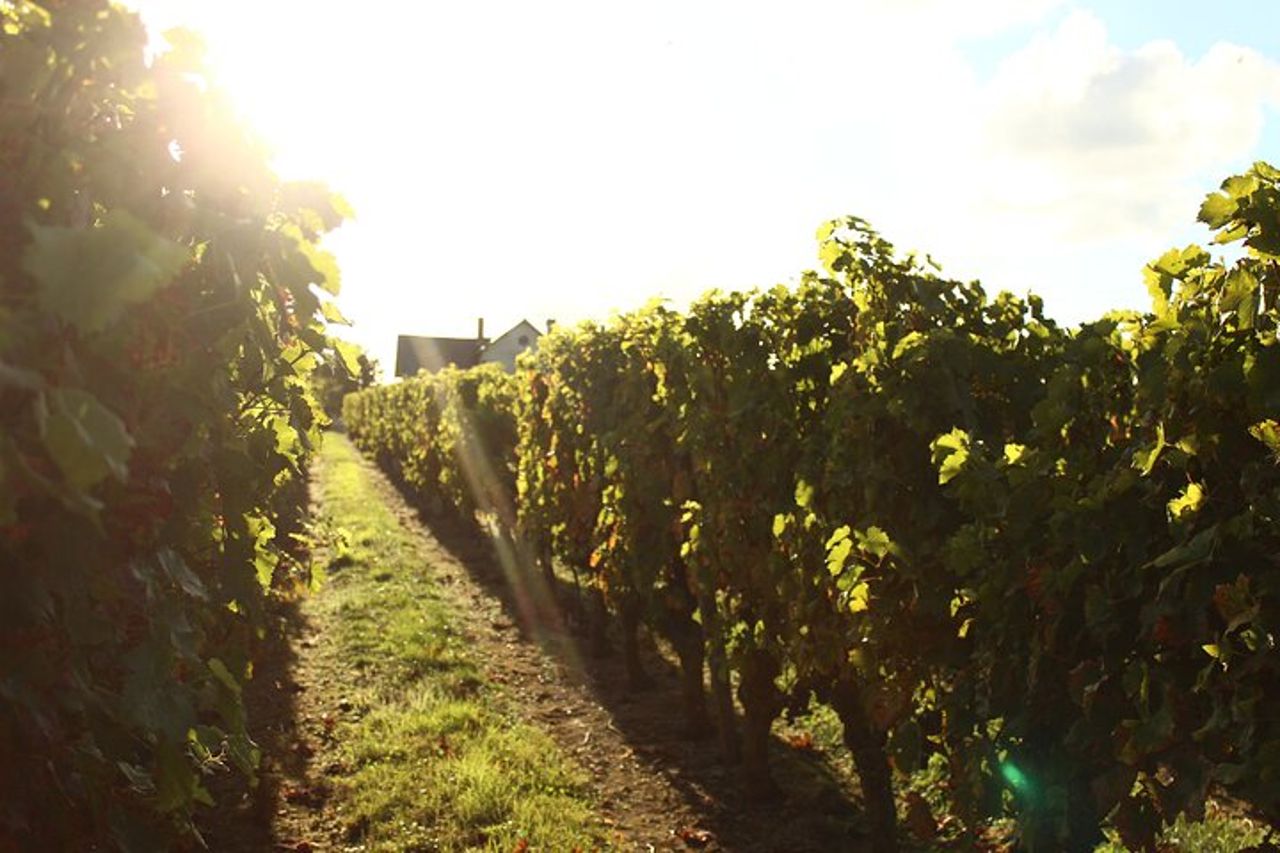 Esperienza epicurea del castello con vino e specialità locali — 6
