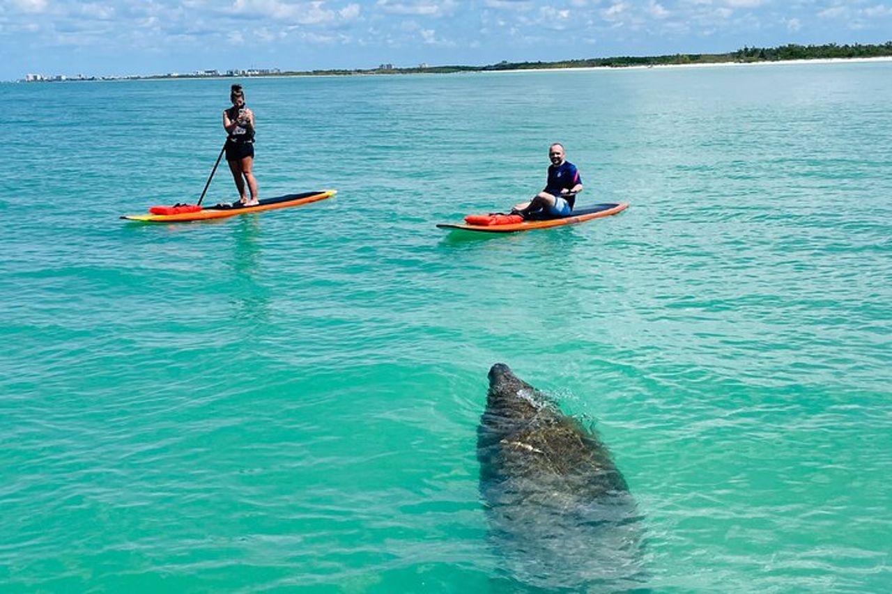 Tour avventuroso con delfini e lamantini a Fort Myers — 3