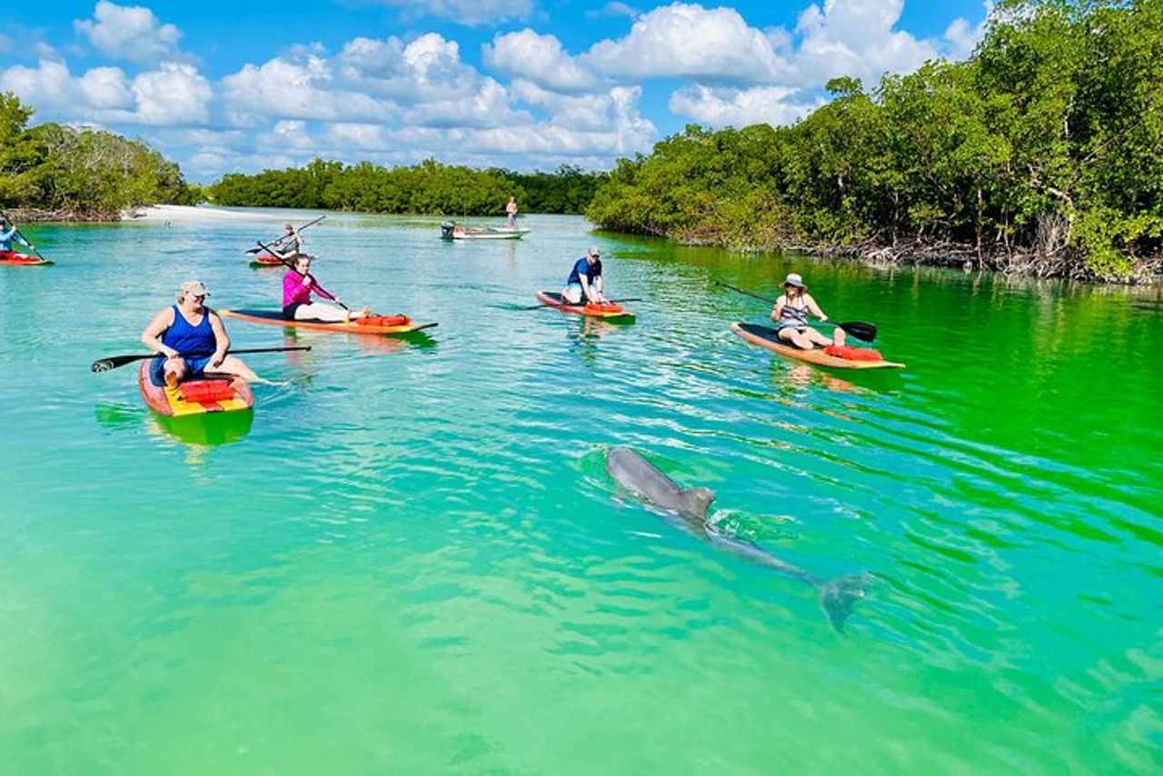 Tour avventuroso con delfini e lamantini a Fort Myers