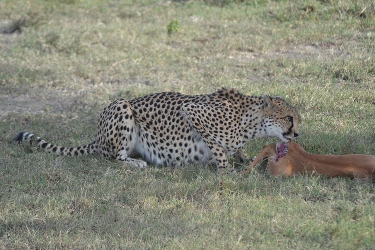 Safari di gruppo di 3 giorni nel Masai Mara con ritiro