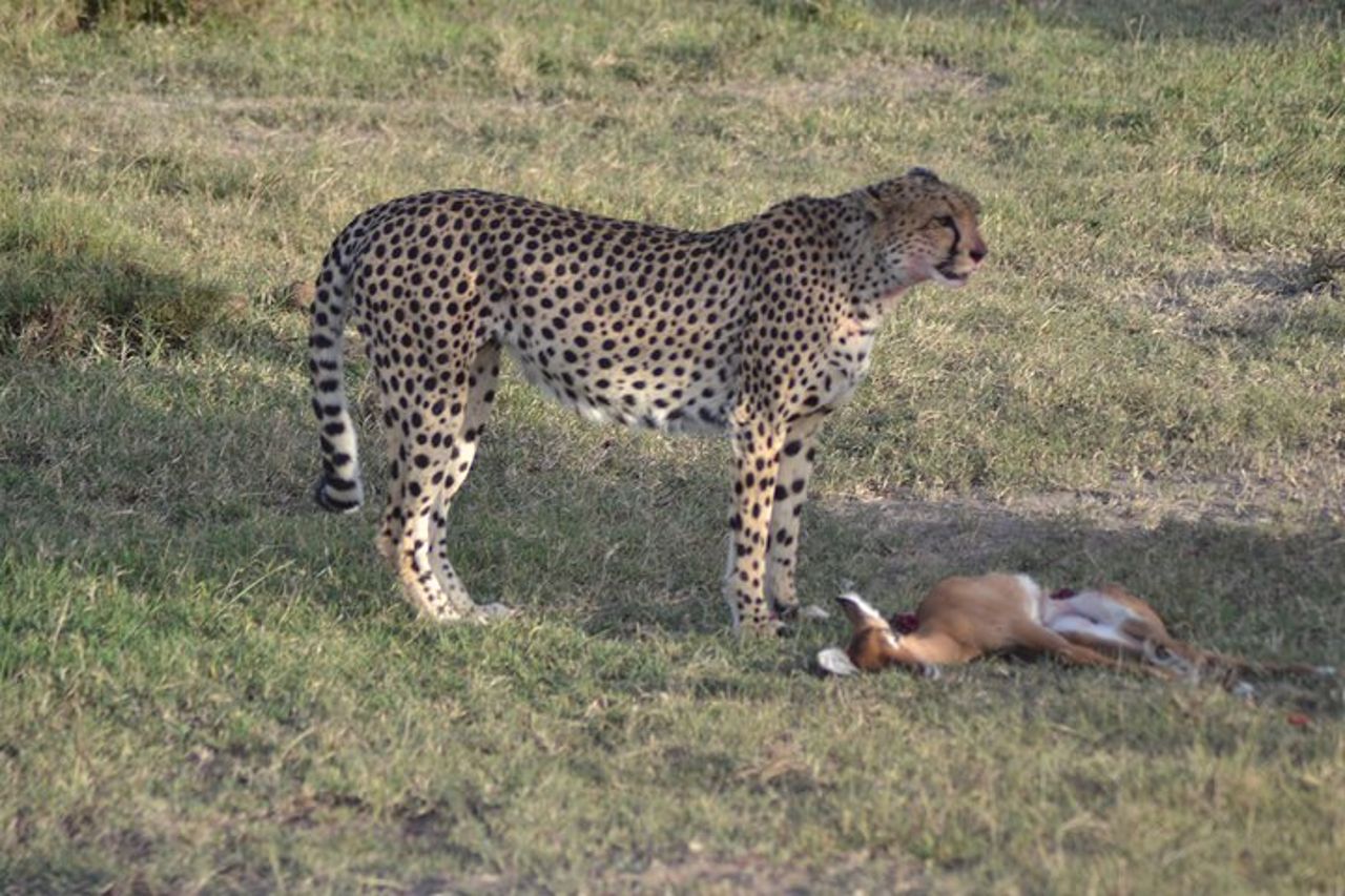 Safari di gruppo di 3 giorni nel Masai Mara con ritiro — 2