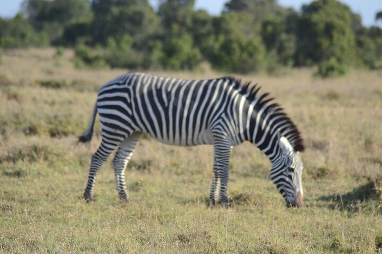Safari di gruppo di 3 giorni nel Masai Mara con ritiro — 3