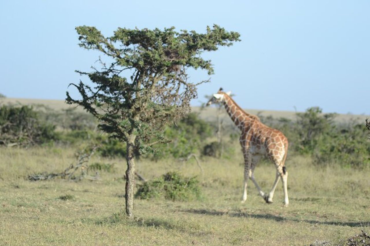 Safari di gruppo di 3 giorni nel Masai Mara con ritiro — 4