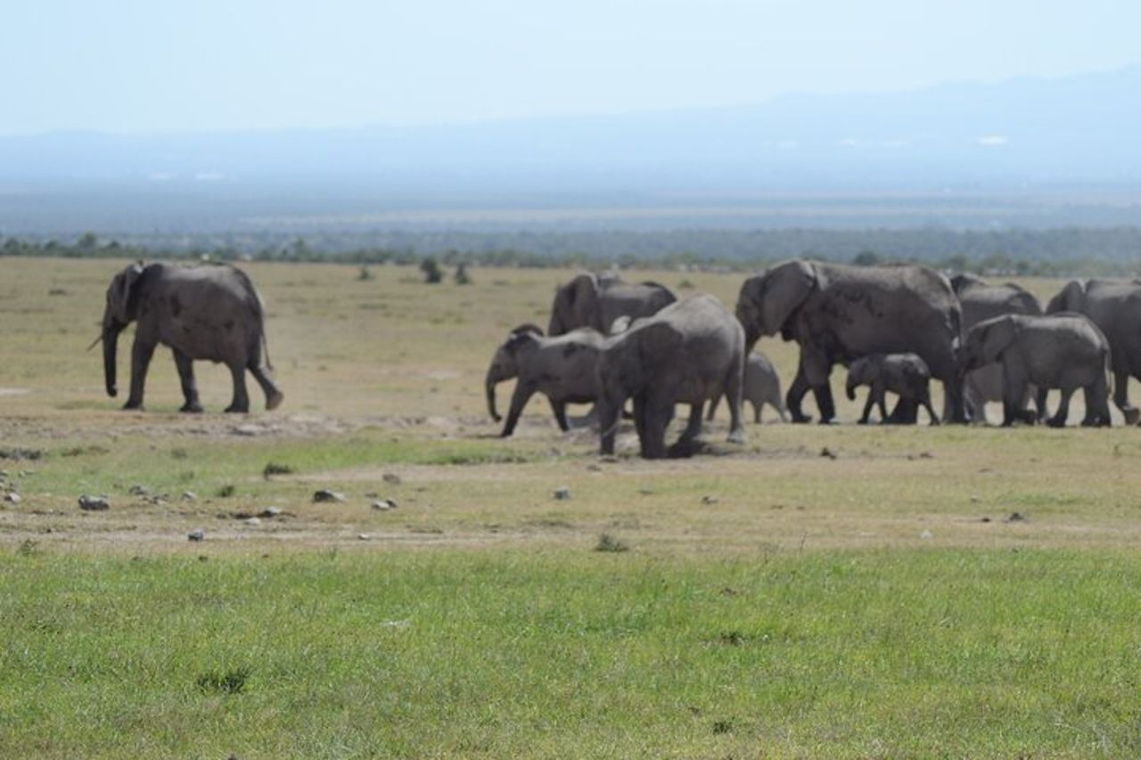 Safari di gruppo di 3 giorni nel Masai Mara con ritiro — 5