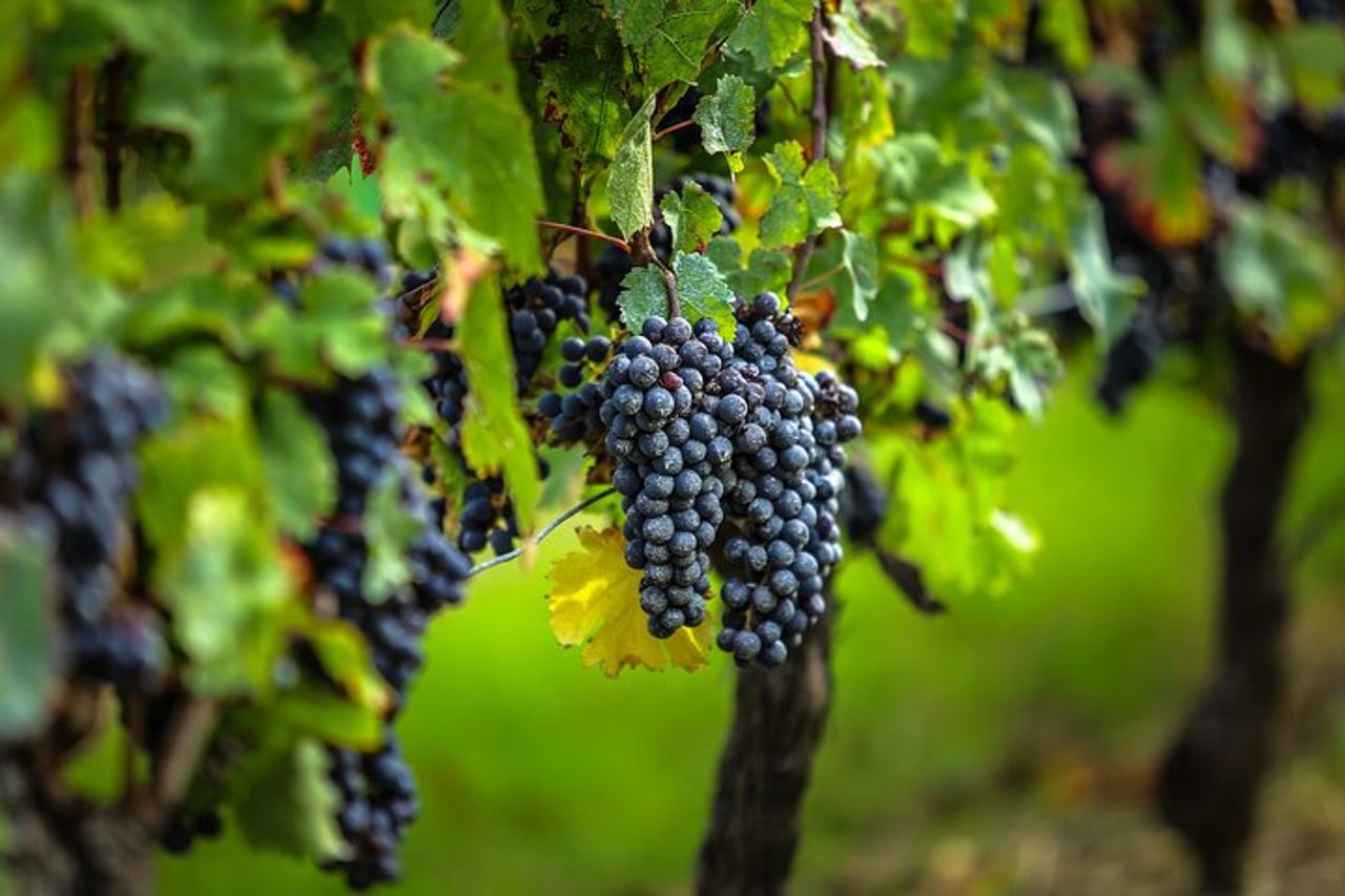 Tour del vino di mezza giornata con visita alle cantine e degustazioni da Bordeaux — 5