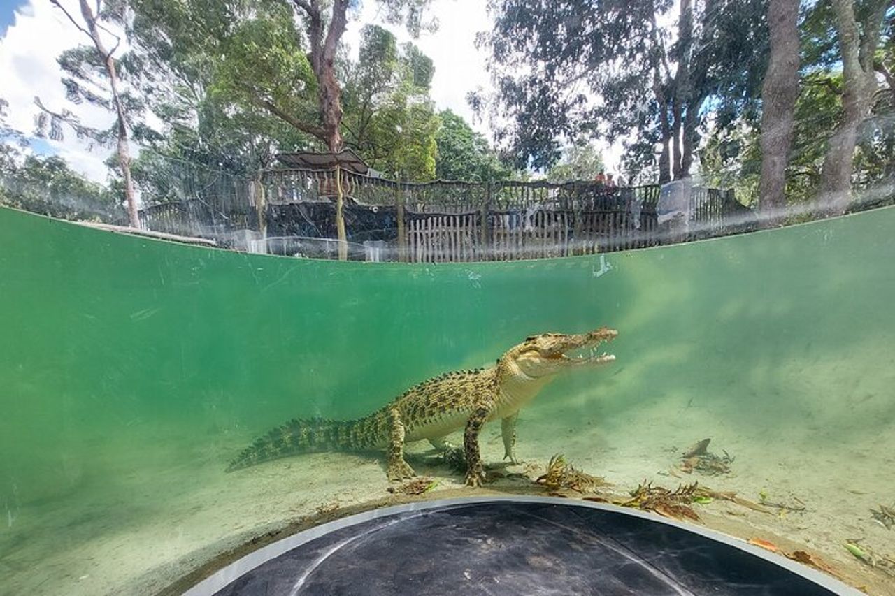 Biglietto giornaliero per il Lone Pine Koala Sanctuary — 7