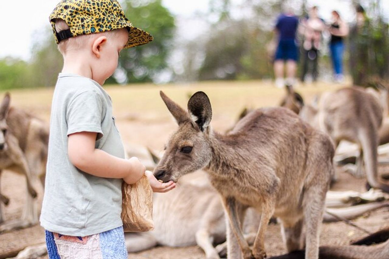 Biglietto giornaliero per il Lone Pine Koala Sanctuary — 3