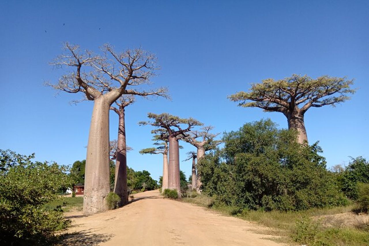10 - gita di un giorno sul fiume Tsiribihina, visita del viale Tsingy e Baobab — 2