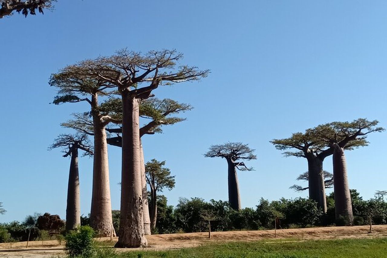 10 - gita di un giorno sul fiume Tsiribihina, visita del viale Tsingy e Baobab — 3