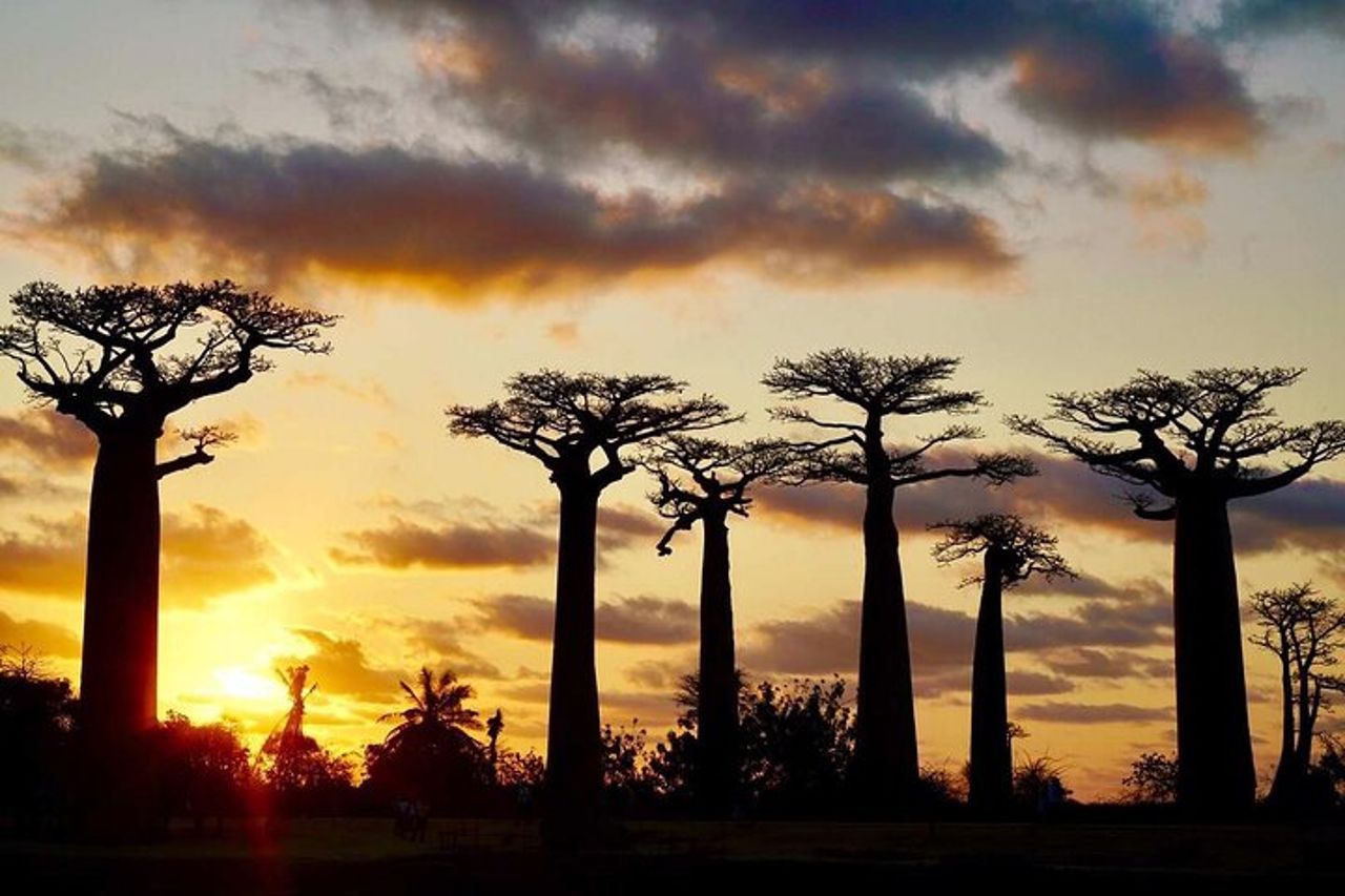 10 - gita di un giorno sul fiume Tsiribihina, visita del viale Tsingy e Baobab — 4